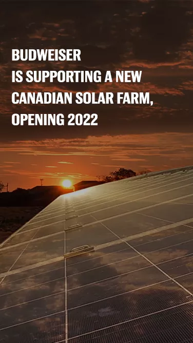 bud-better-tomorrow-solar Budweiser is supporting a new Canadian Solar Farm, opening 2022
